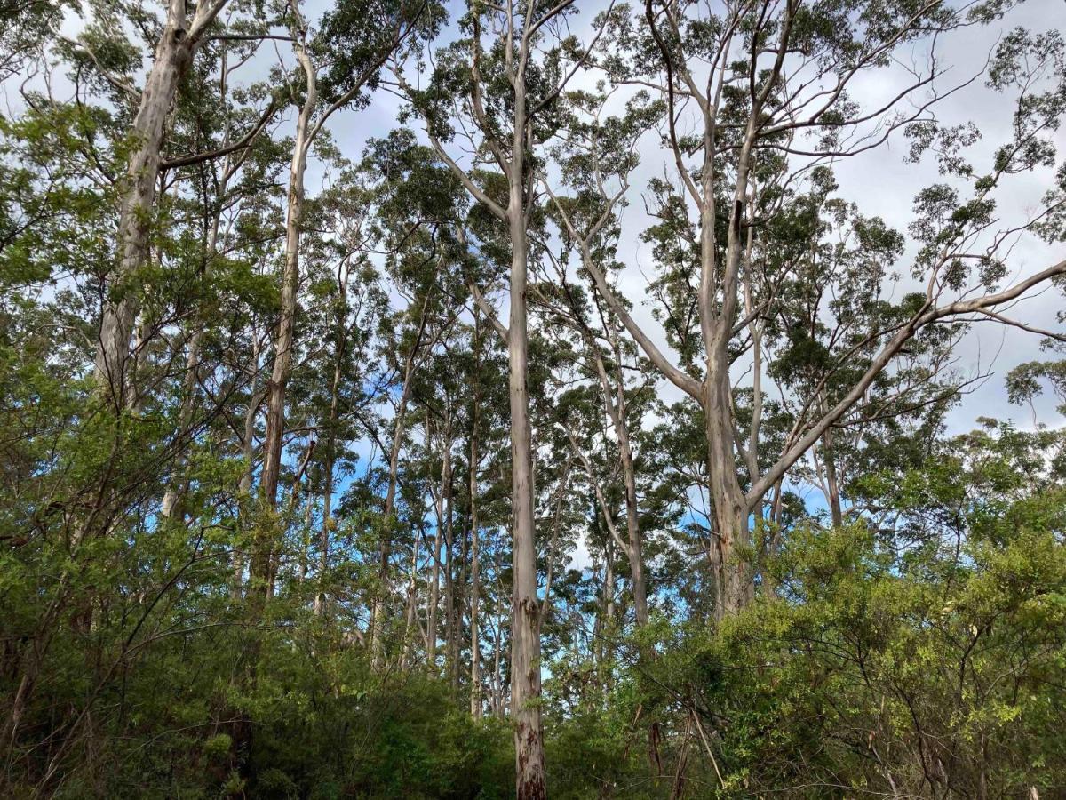 เอดจ์ออฟเดอะฟอเรสต์ Motel Margaret River ภายนอก รูปภาพ